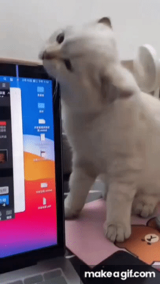 My cat broke my laptop